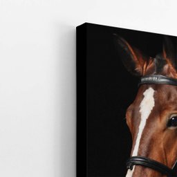 Cavalo Animais Fotografia Fundo Preto Quadro Canvas 140x90cm - 3