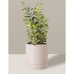 Vaso de Cerâmica com Prato para Plantas Creme Médio - 4
