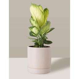Vaso de Cerâmica com Prato para Plantas Creme Médio - 5
