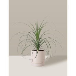 Vaso de Cerâmica com Prato para Plantas Creme Médio - 3