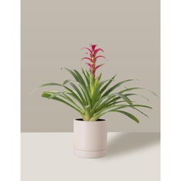 Vaso de Cerâmica com Prato para Plantas Creme Médio - 1
