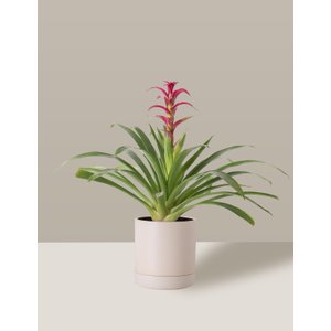 Vaso de Cerâmica com Prato para Plantas Creme Médio