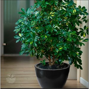 Vaso Pisa 70cm Largura de X 52cm Altura