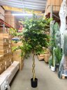 Ver imagem 4 de Árvore Artificial Grande Planta Realista Decoração Sala com 2.00m, Plantas Artificiais.
