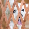 Portao Retratil de Bambu Pet Cachorro Cao Bebe Criança Treliça Grade Sanfonada Cercado Resistente Pr - 4