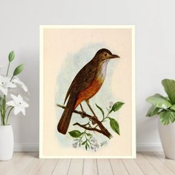 Quadro Decorativo Sabiá Laranjeira 24x18cm:madeira Preta - 1