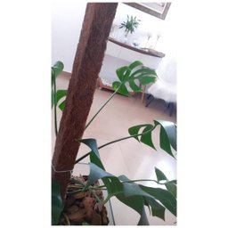 Estaca de Fibra de Coco Nutricoco (60x5x5) Nutriplan - 7