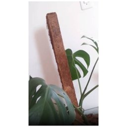Estaca de Fibra de Coco Nutricoco (60x5x5) Nutriplan - 5