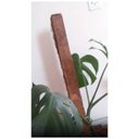 Ver imagem 5 de Estaca de Fibra de Coco Nutricoco (60x5x5) Nutriplan