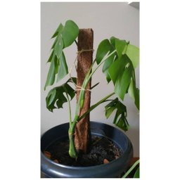 Estaca de Fibra de Coco Nutricoco (60x5x5) Nutriplan - 6