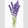 Quadro Lavanda Ii Tela No Chassi 63X42Cm - 2