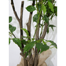 Árvore Planta Artificial Ornamental Esmeralda Folhagem Tropical Grande Decorativa - 3