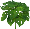 Ver imagem 1 de Buque Costela de Adão Real Verde 12 Folhas 25cm Folhagem