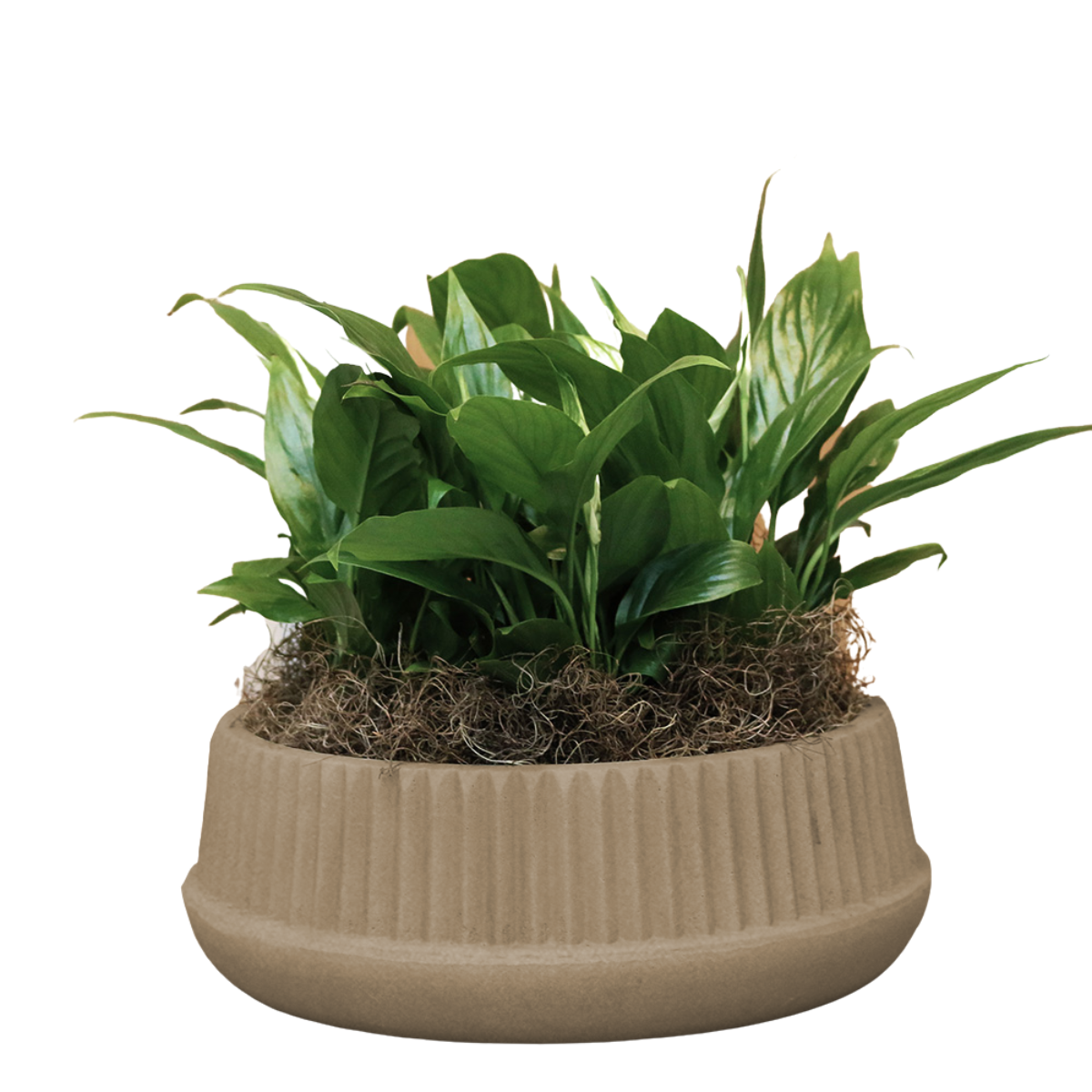 BURI Universele tuinderbox, plantenbak, 58 x 32 x 11 cm, groene plantenbak, bloembak, kweekschaal, hoekig, professionele zaaibak, robuust, weerbestendig, vorstbestendig, hoeveelheid: 1 stuk