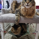 Ver imagem 7 de Redinha de Gatos para Cadeiras, Poltronas e Mesa de Canto Marrom