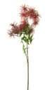 Ver imagem 1 de Haste Decor Suculentas Vermelha X7 com 77cm