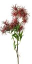 Ver imagem 2 de Haste Decor Suculentas Vermelha X7 com 77cm