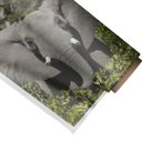 Ver imagem 1 de Quadro Decorativo Elefante 2:Grande 77x64cm/Somente Tela
