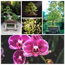Ver imagem 5 de Kit Fertilizantes Superthrive Orchid + Original + Pro-Tekt + Bonsai