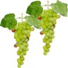 Kit 4 Cachos de Fruta Artificial Uva Verde de Silicone 32cm - 1