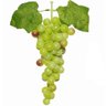 Kit 4 Cachos de Fruta Artificial Uva Verde de Silicone 32cm - 3