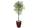 Ver imagem 1 de Planta Artificial Ficus Verde Creme 1,50 kit + Vaso E. Marrom 30 cm