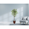 Planta Artificial Ficus Verde Creme 1,50 kit + Vaso E. Marrom 30 cm - 2