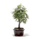 Ver imagem 2 de Bonsai Caliandra Rosa 03 Anos