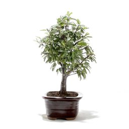 Bonsai Caliandra Rosa 03 Anos - 2