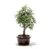 Bonsai Caliandra Rosa 03 Anos - 2