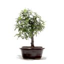 Ver imagem 1 de Bonsai Caliandra Rosa 03 Anos