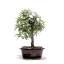 Ver imagem 1 de Bonsai Caliandra Rosa 03 Anos