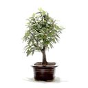 Ver imagem 4 de Bonsai Caliandra Rosa 03 Anos