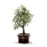 Bonsai Caliandra Rosa 03 Anos - 4