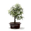 Ver imagem 3 de Bonsai Caliandra Rosa 03 Anos