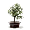 Ver imagem 3 de Bonsai Caliandra Rosa 03 Anos