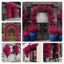 Ver imagem 7 de Kit 15 Hastes Flor de Cerejeira Artificial 125cm Decoração Realista e Elegante