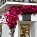 Ver mais imagens de Kit 15 Hastes Flor de Cerejeira Artificial 125cm Decoração Realista e Elegante