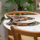 Ver imagem 3 de Guardanapo Copa e Cia Indian 4 Peças Neel