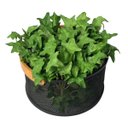 Ver imagem 6 de 9 Mini Hera Artificial Decorativa Verde Premium para Vasos, Arranjos e Jardim Vertical