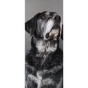 Ver imagem 2 de Adesivo de Porta Cachorro 2 Arte Destaque G - 0,93 X 2,13 Metros