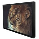Ver imagem 3 de Quadro Decorativo a Face do Leão em Moldura Caixa Tacolado Moldura Trad 1cm Branca com Vidro 20 X 30