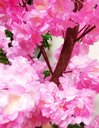 Ver imagem 5 de Arvore Artificial Cerejeira Rosa Tronco Natural