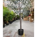 Ver imagem 5 de Oliveira Artificial Árvore Decoração Planta com 1.50cm, Planta para Decoração de Casa.