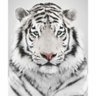 Quadro Decorativo Tigre Branco QV.0973.01.01.01 Euronobre - 60x90x3cm - 3