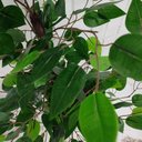 Ver imagem 4 de Ficus Verde Artificial Figueira Grande sem Vaso Decorativo
