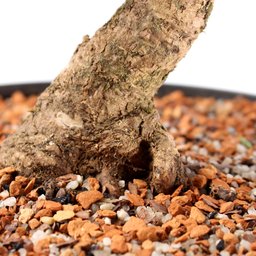 Pré Bonsai Pinheiro Negro 14 Anos - 6