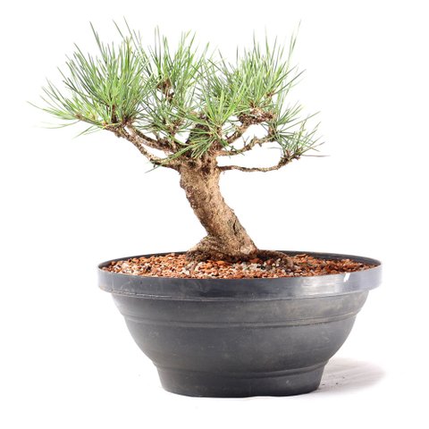 Pré Bonsai Pinheiro Negro 14 Anos