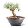 Pré Bonsai Pinheiro Negro 14 Anos - 1