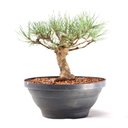 Ver imagem 2 de Pré Bonsai Pinheiro Negro 14 Anos